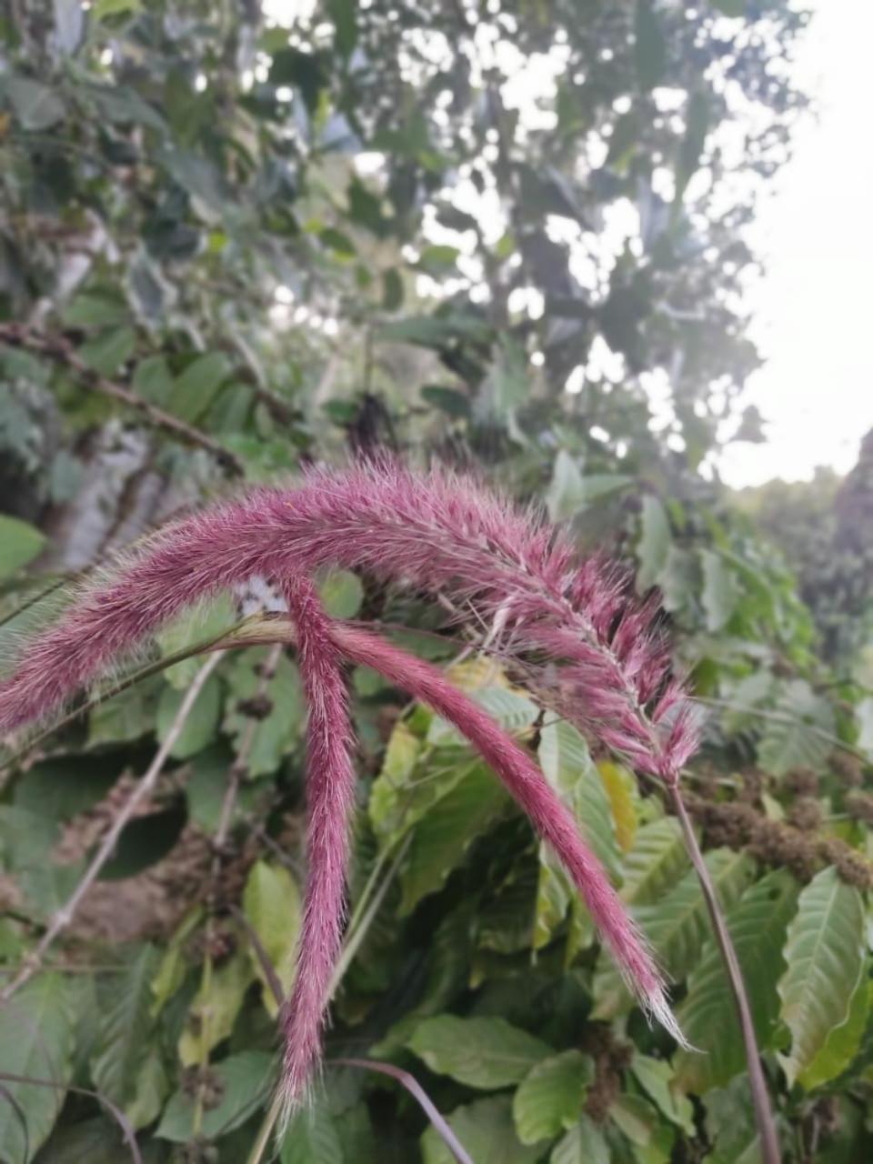 Misty Rain Estate Hotel Madikeri Luaran gambar
