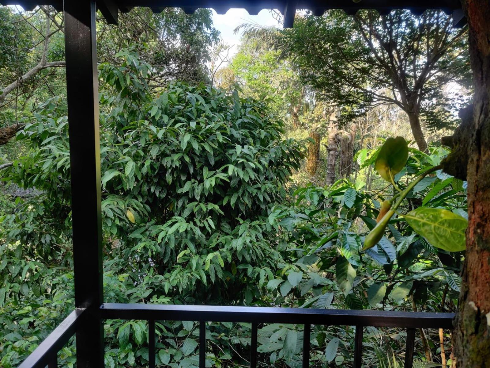 Misty Rain Estate Hotel Madikeri Luaran gambar