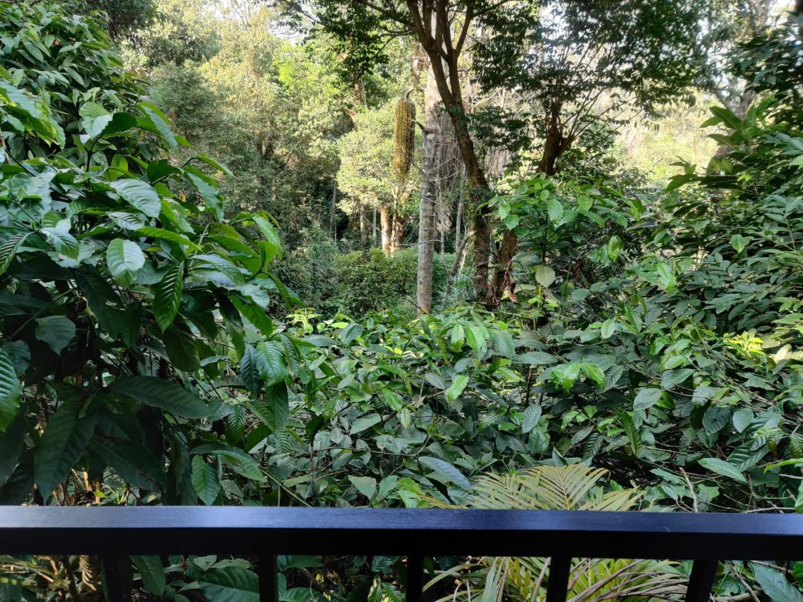 Misty Rain Estate Hotel Madikeri Luaran gambar