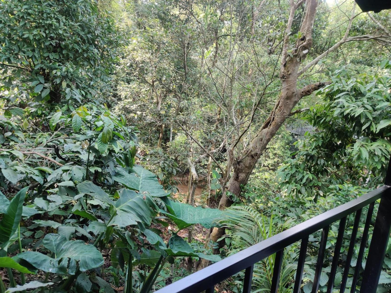 Misty Rain Estate Hotel Madikeri Luaran gambar